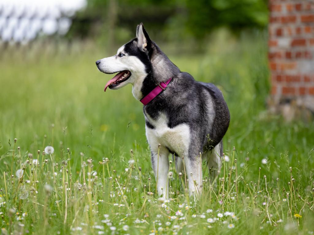 Ein Huskie mit rosa Halsband steht auf einer Blumenwiese und schaut nach links