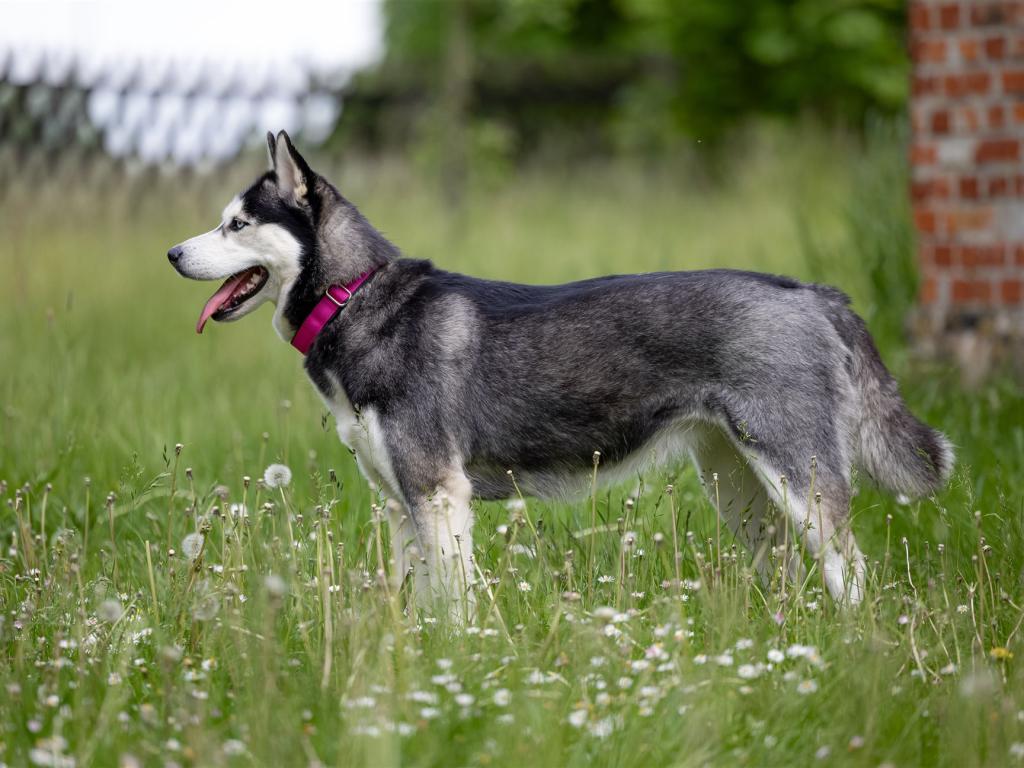 Ein großer, wolfsähnlicher Hund mit grauem Fell steht in einem Feld voller grünem Gras und weißen Blüten.