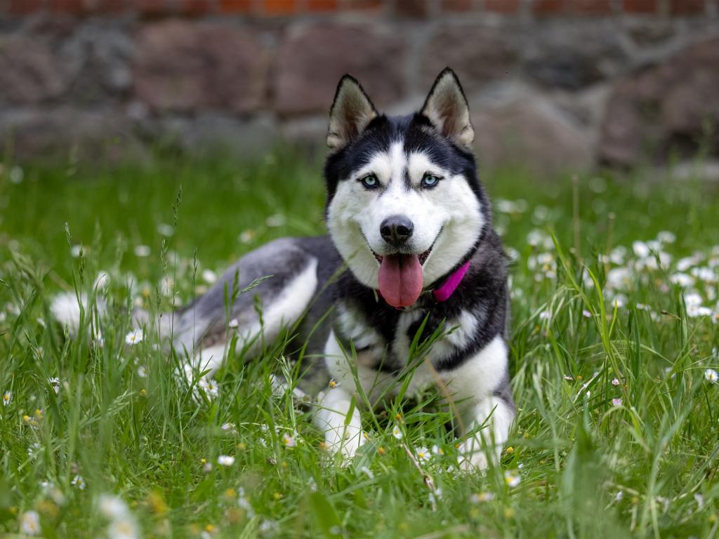 Ein Border Collie mit blau-schwarzem Fell sitzt auf einer Wiese voller grünem Gras und kleinen Blumen.