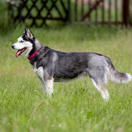 Ein Husky mit grau-schwarzem und weißem Fell steht in sattem grünem Gras.