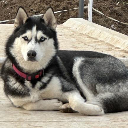 Malia für Visitenkarte