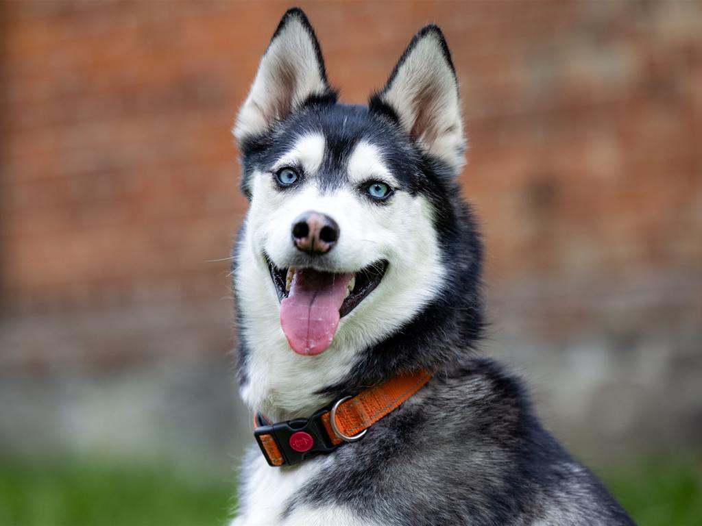 Zuhörender Husky mit blauem Halsband vor unscharfem Hintergrund