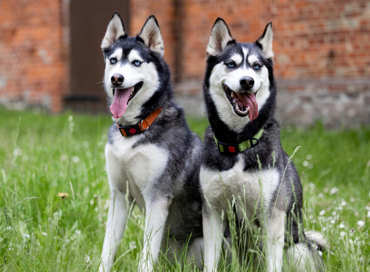 Zwei sitzende Siberian Huskys mit blauen Augen auf einer grünen Wiese vor einer Backsteinwand