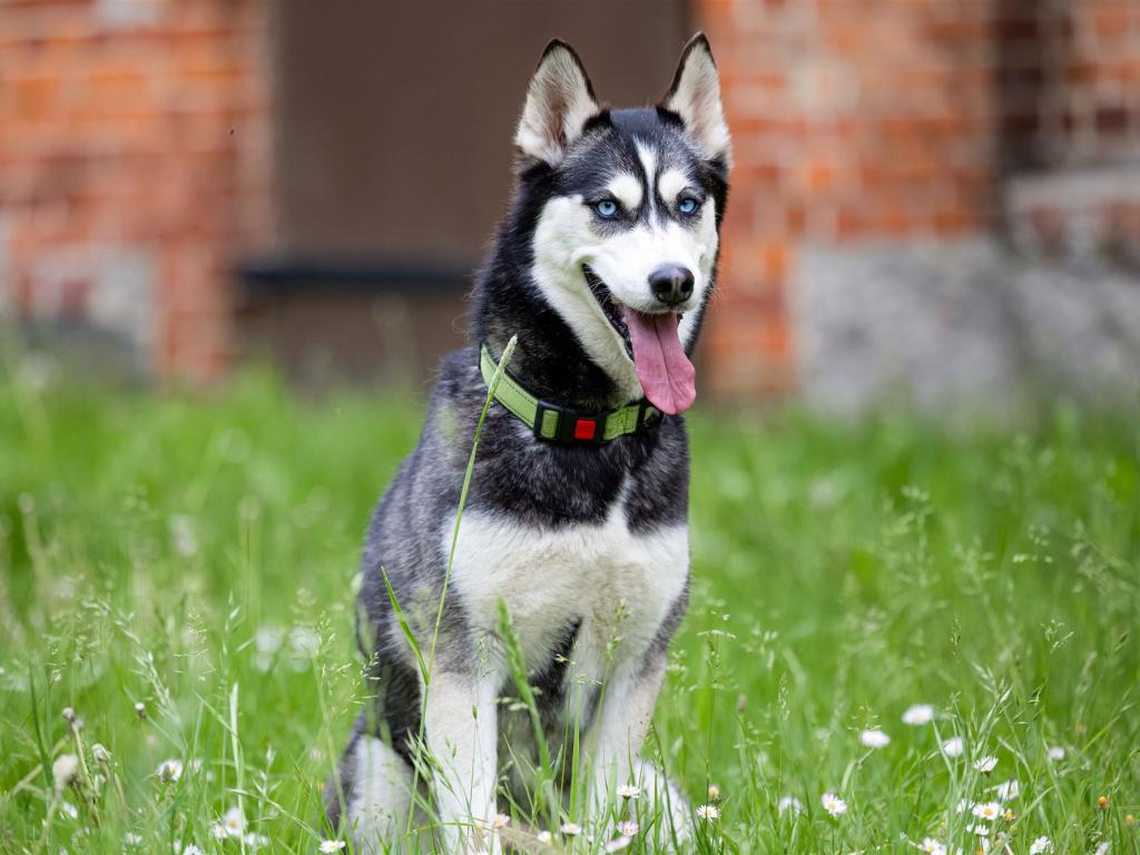 Sibirischer Husky mit blauem Halsband sitzt auf einer grünen Wiese mit kleinen weißen Blumen