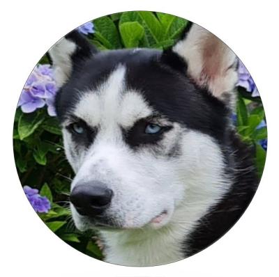 Nanook