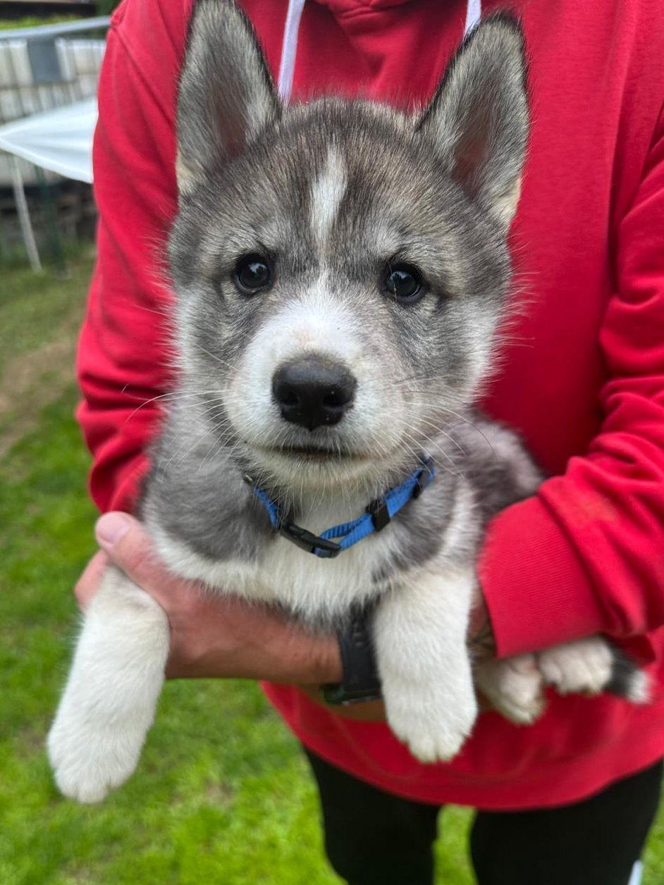 Ein junger, flauschiger Welpe im Husky-Typ gehalten von einer Person in einem roten Kapuzenpullover.