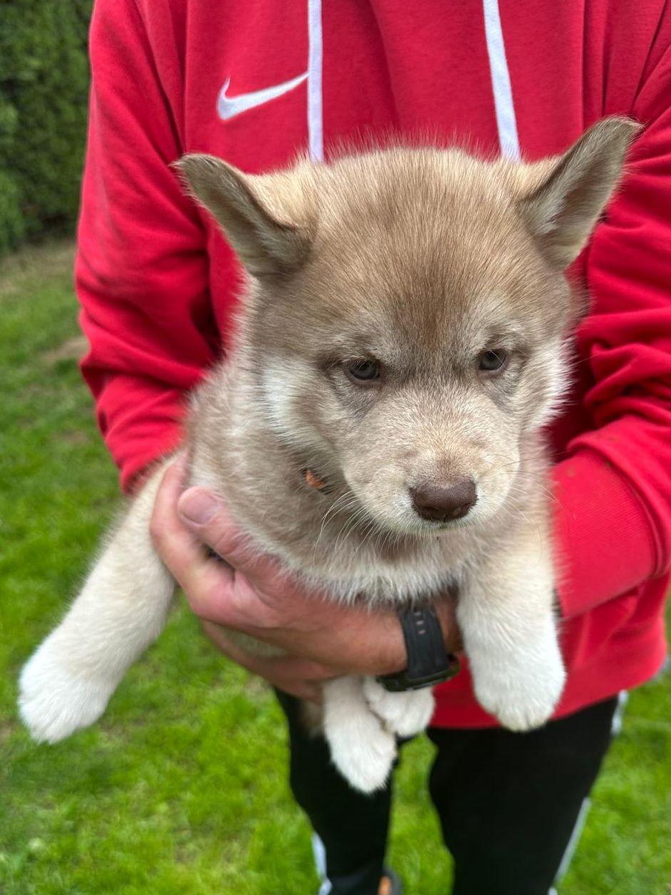Ein Mensch hält einen flauschigen, jungen Welpen vor einem Hintergrund aus grünem Gras.