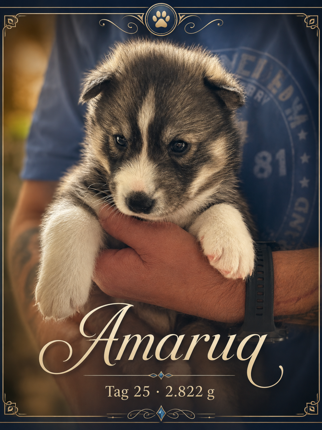 Ein junger, süßer Husky-Welpe mit grau-schwarzem Fell, der in einer menschlichen Hand gehalten wird.