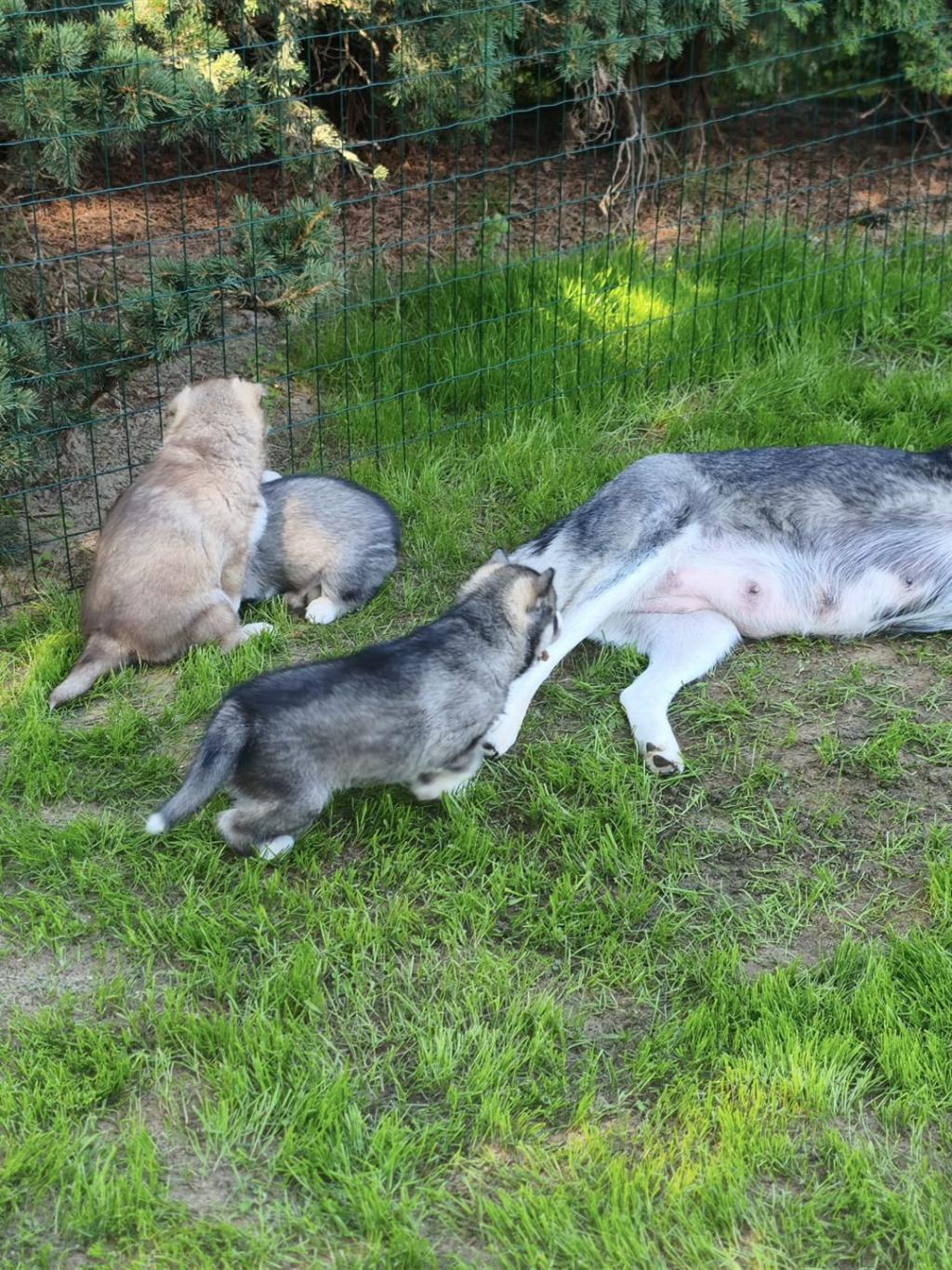 Eine erwachsene Husky-Hündin liegt auf dem Gras und wird von vier Welpen umgeben, die im Garten spielen.