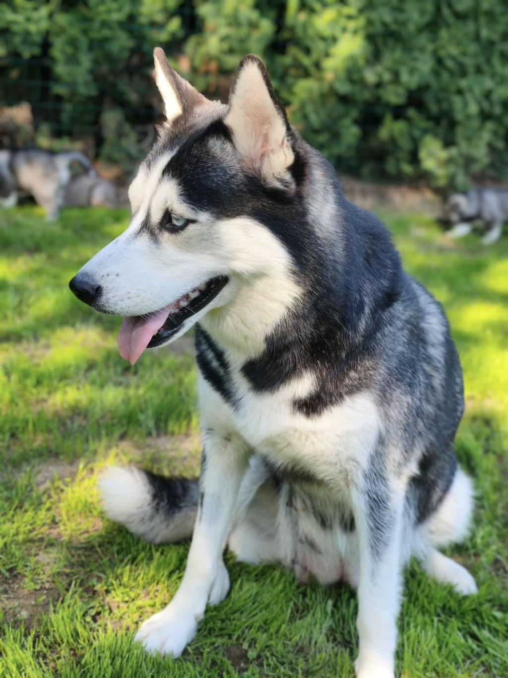 Sitzender Siberian Husky mit schwarzem und weißem Fellprofil in grünem Garten