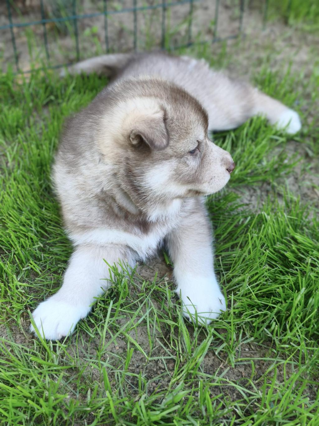 Braun-weißes Husky-Welpen liegt im grünen Gras und schaut nach rechts