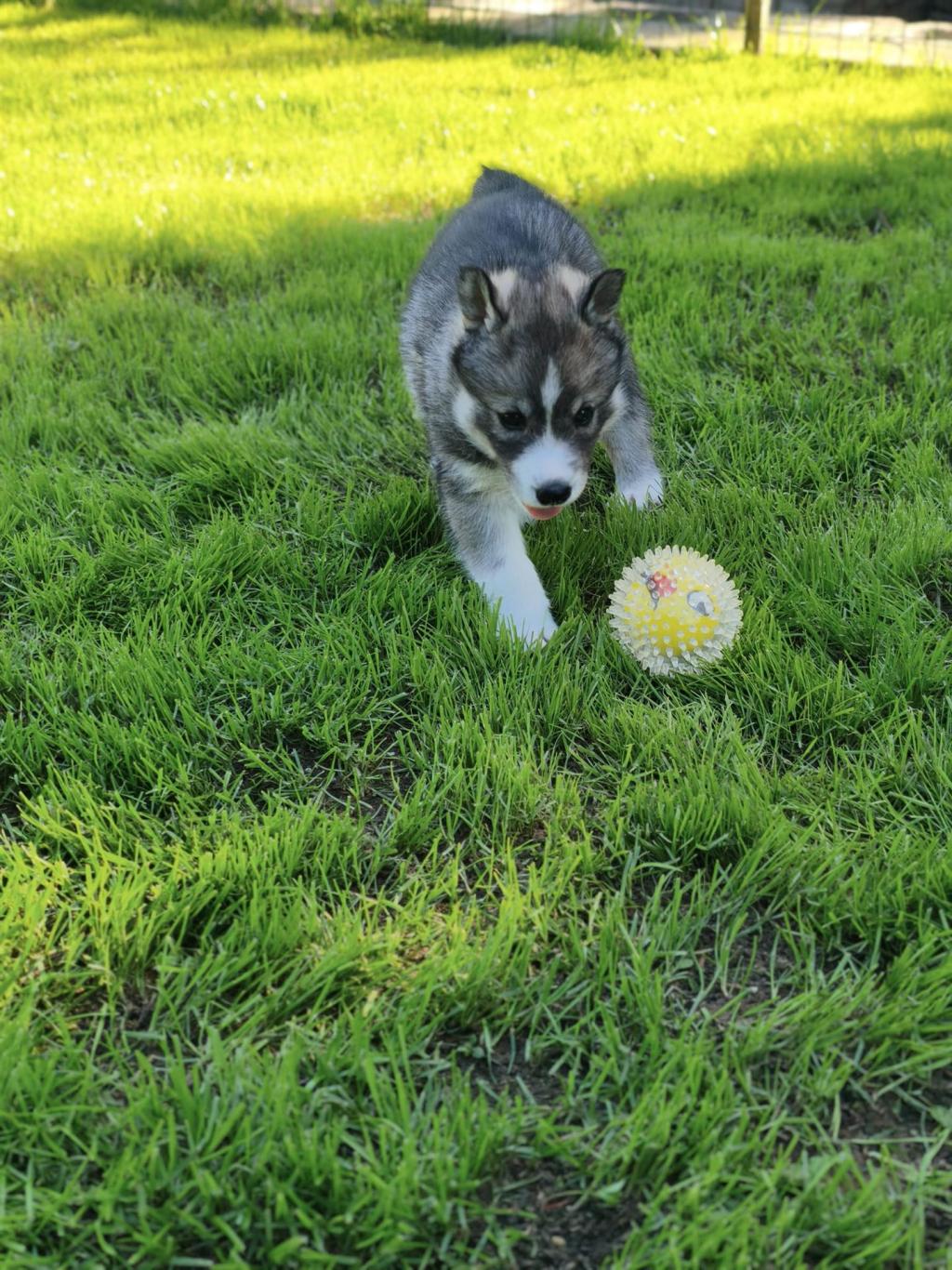 Kleiner Hundewelpe spielt auf grüner Wiese mit gelbem Stachelball