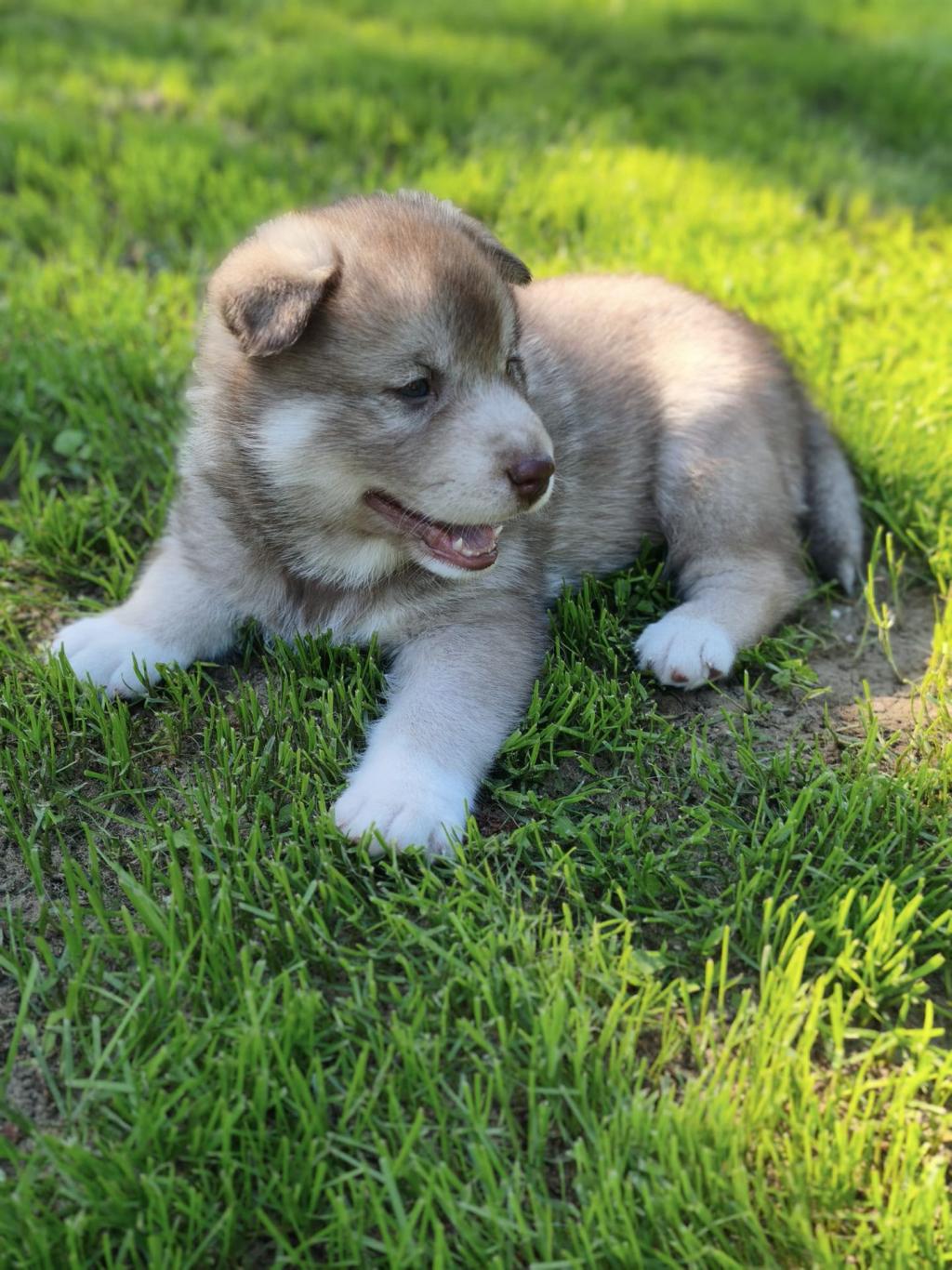 Junger Hundewelpe liegt auf grünem Gras im Sonnenlicht