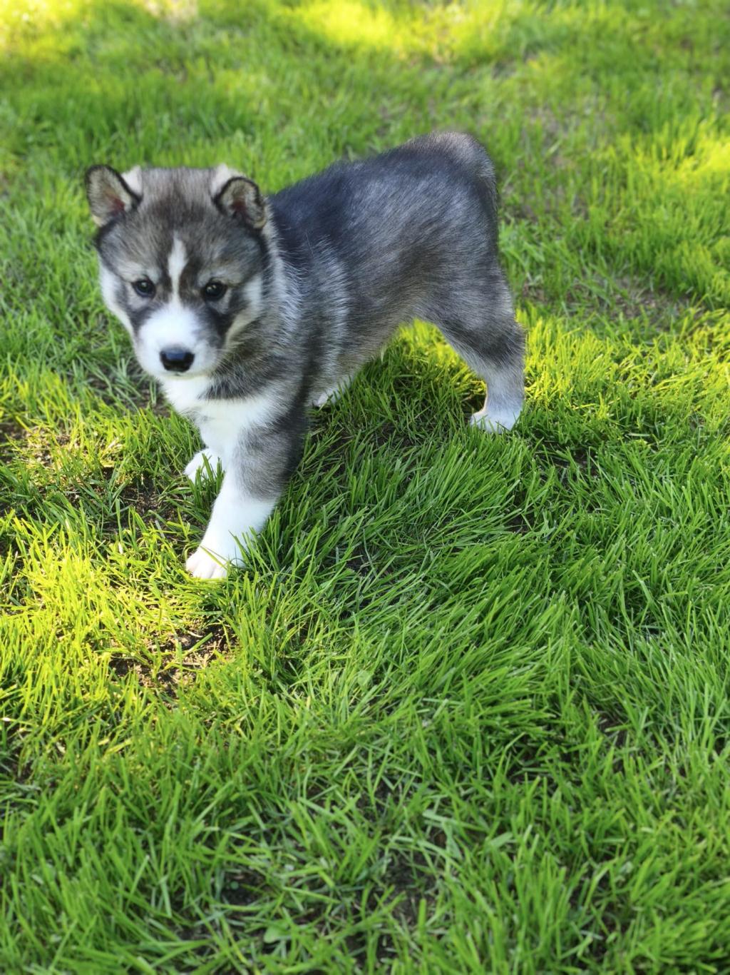 Kleiner grauer und weißer Husky-Welpe steht auf grünem Gras