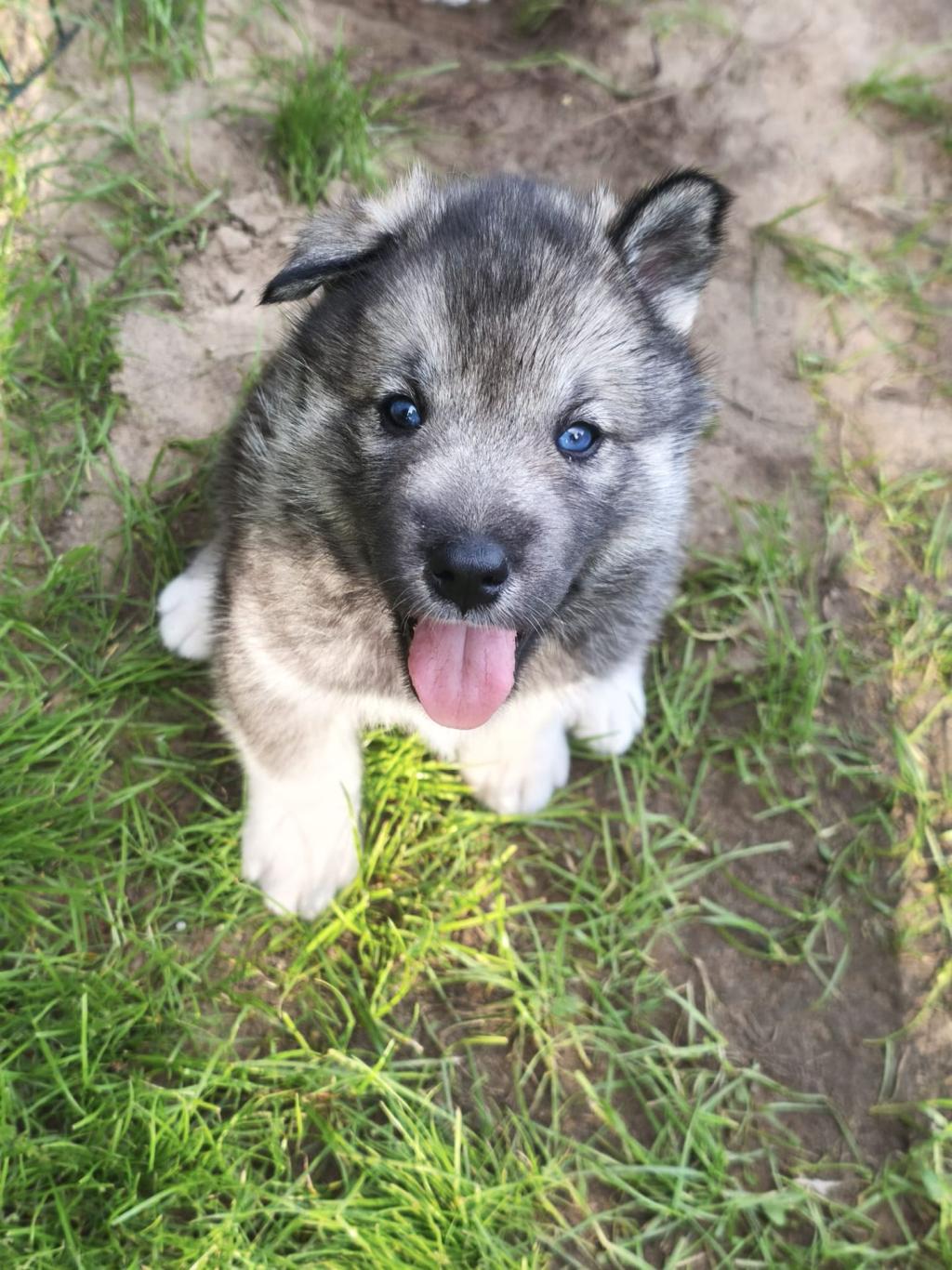 Welpe mit grau-schwarzem Fell und blauen Augen sitzt auf Gras und guckt nach oben