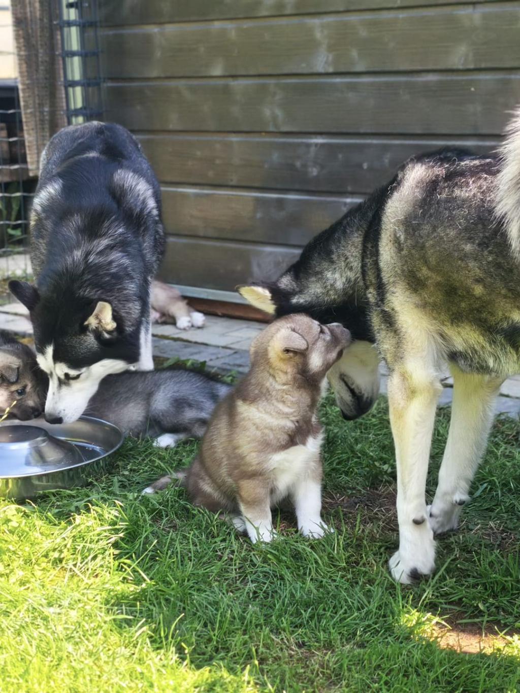 Zwei ausgewachsene Huskys und drei Huskypuppys im Garten, die zusammen Wasser aus einem Napf trinken und sich beschnüffeln.