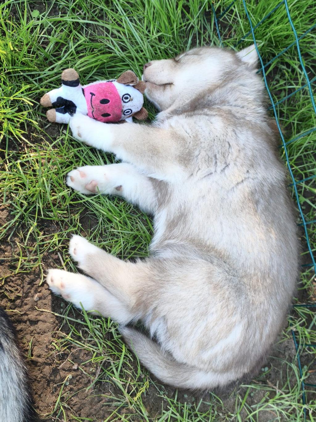 Schlafender Welpe auf Gras mit einem kleinen Spielzeug in Form einer Kuh