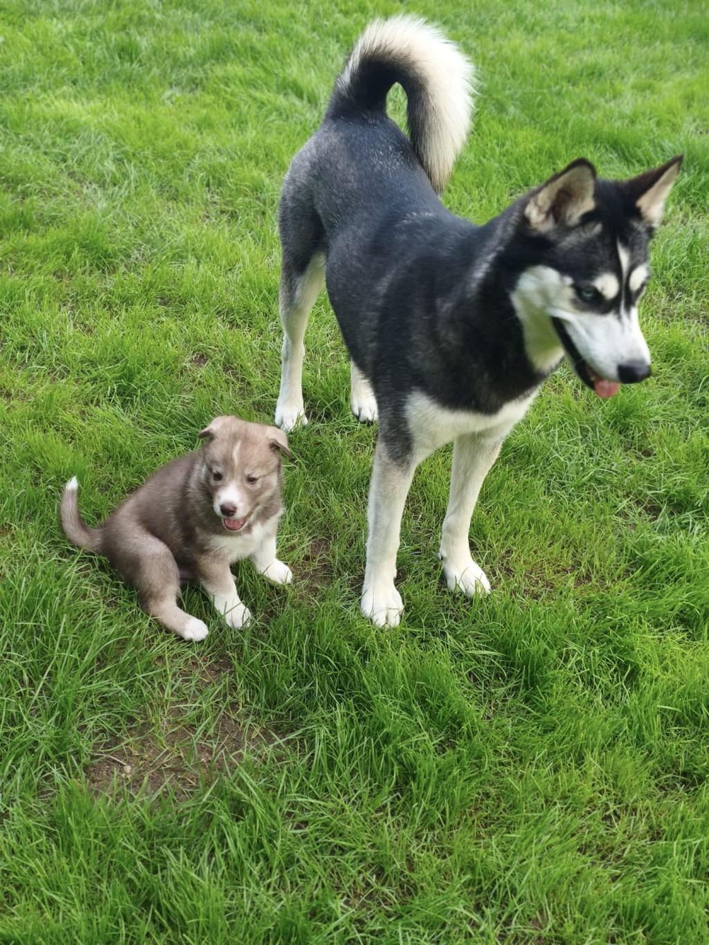 Ein erwachsener schwarzer und weißer Husky steht auf grünem Gras neben einem sitzenden braun-weißen Husky-Welpen