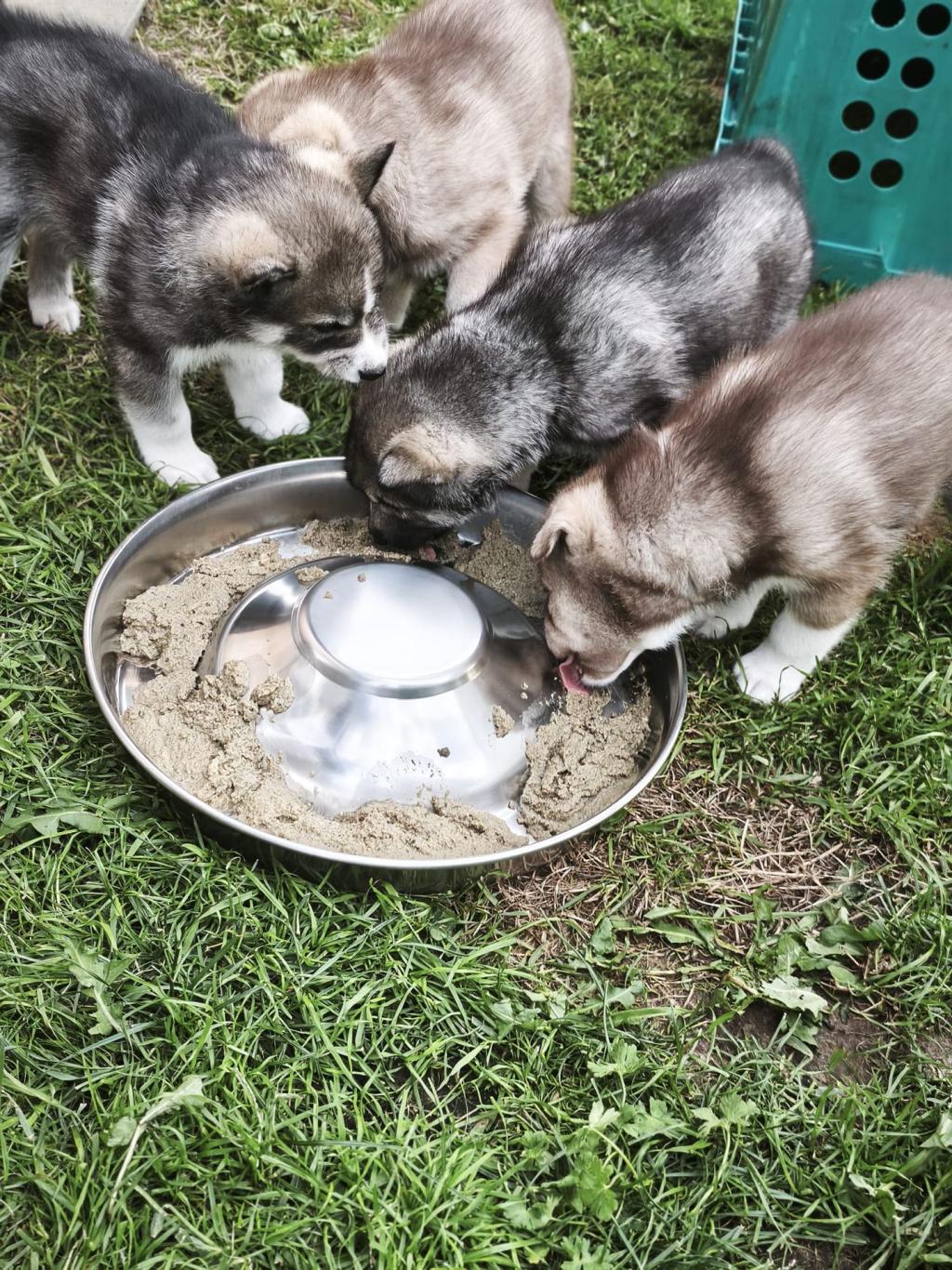 Vier huskywelpen trinken aus einem großen Metallschüssel im Gras.