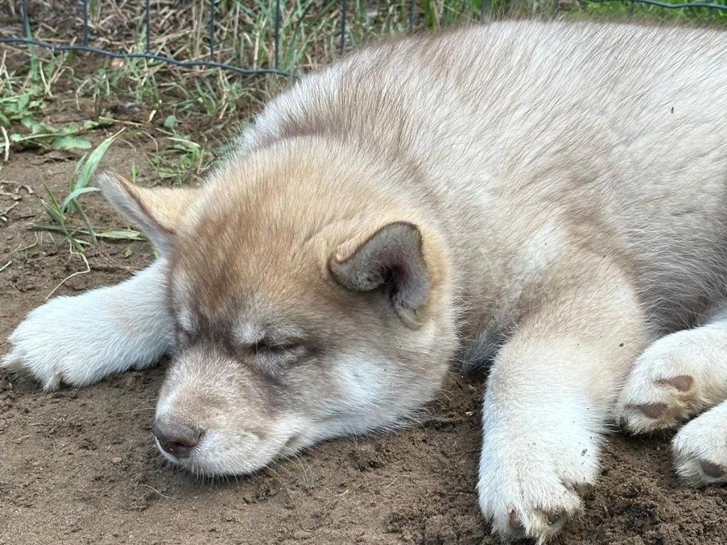 Schlafender Hundewelpe liegt auf der Erde im Freien