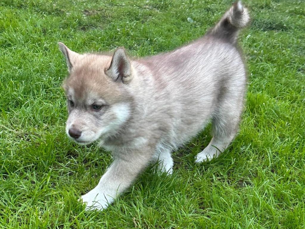 Ein heller Husky-Welpe läuft über grünes Gras