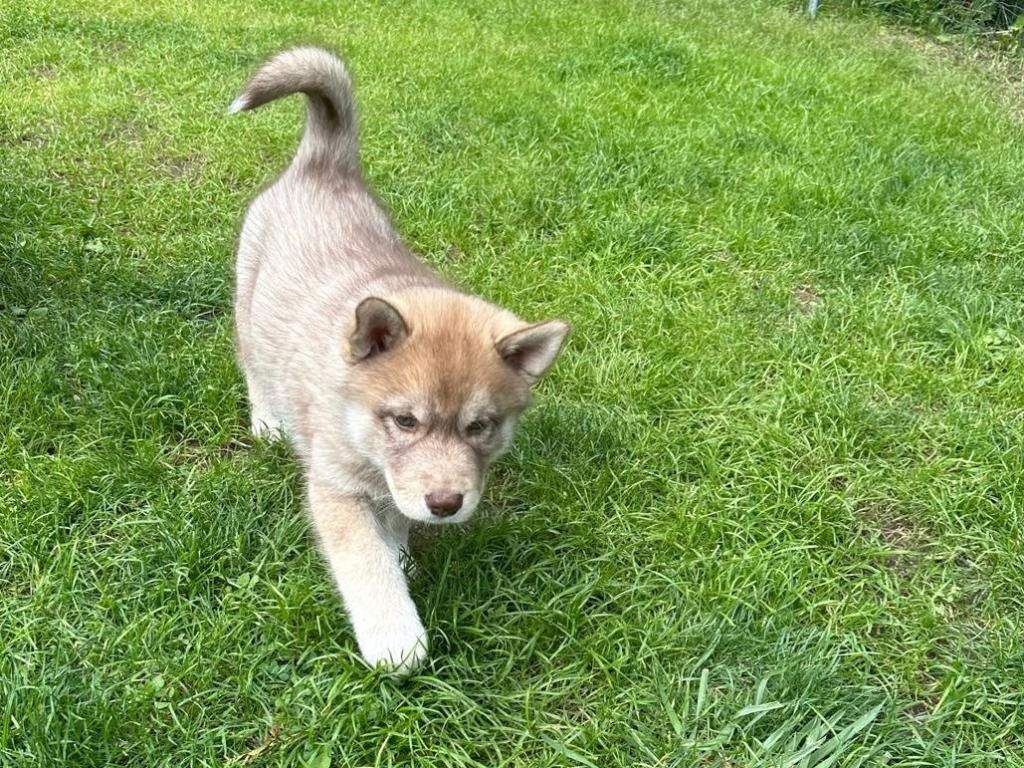 Ein junger braun-weißer Hund läuft über eine grüne Wiese.